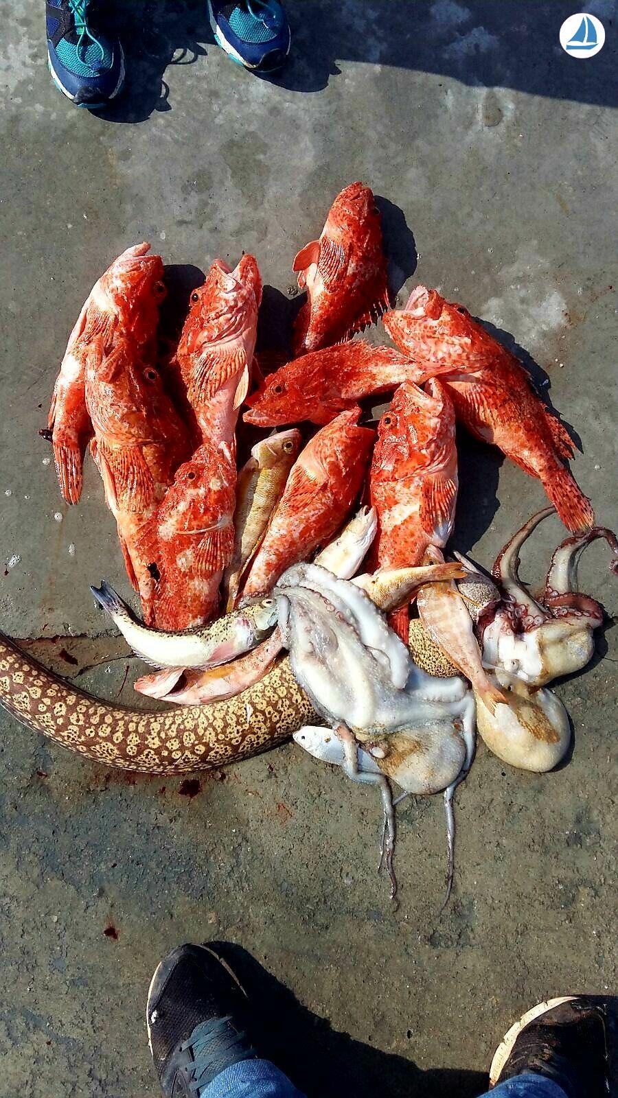 Foto Marabic llaut 800 7