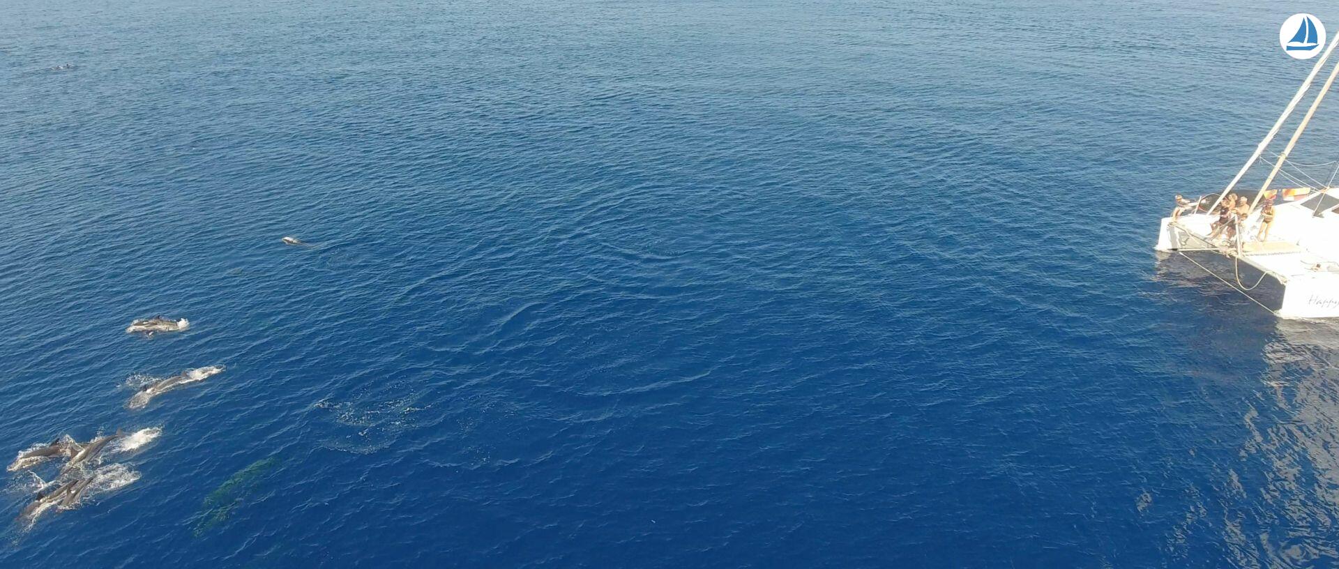 Foto OCEAN VOYAGER 440 4