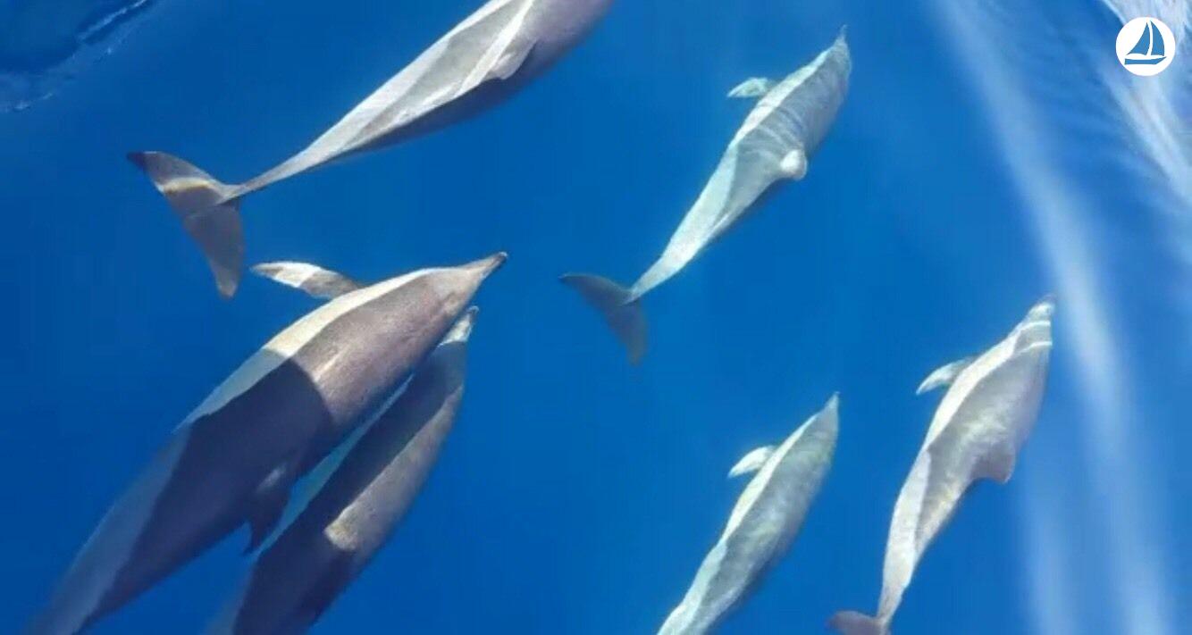 Foto Monterey 264fsx 2