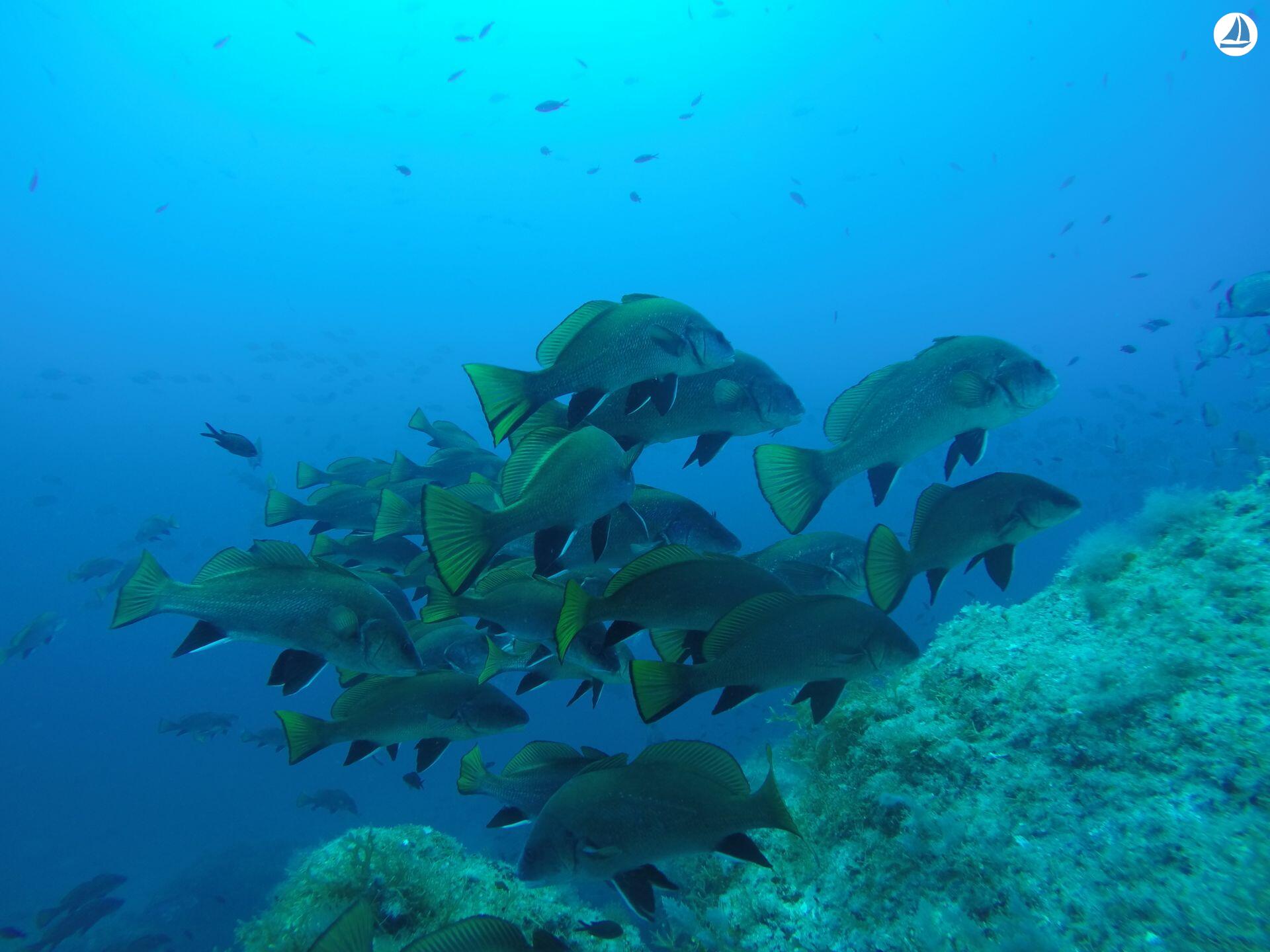 Foto Beneteau CYCLADES 50.5 19